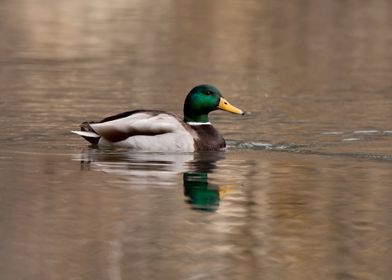 Male mallard duck swimming