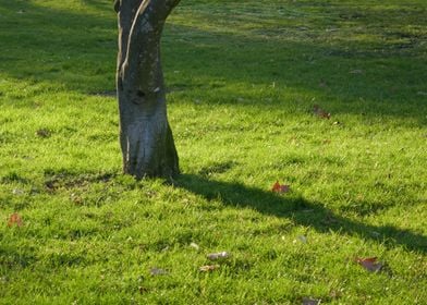 tree trunk