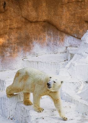 POLAR BEAR