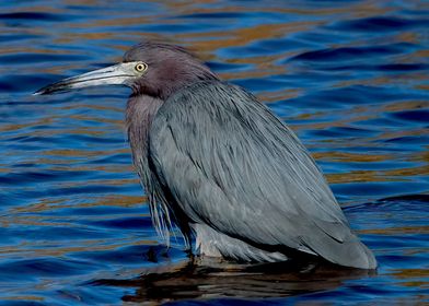 Solitary Tricolor Heron