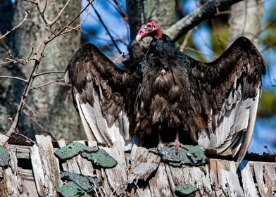 Vulture Soakin Up the Rays