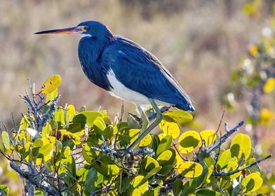 Portrait Tricolored Heron