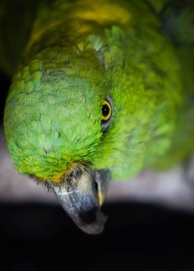 Yellow Napped Parrot