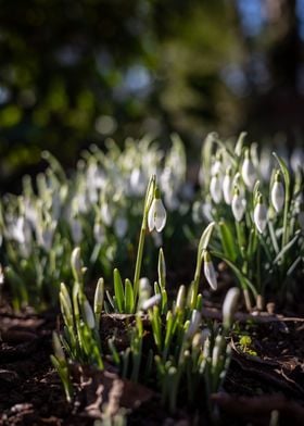 A Group of Snowdrops