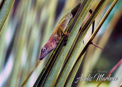 Anolis on palm tree 