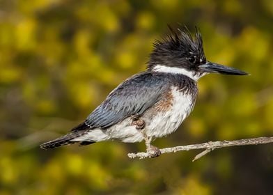  Belted King Fisher