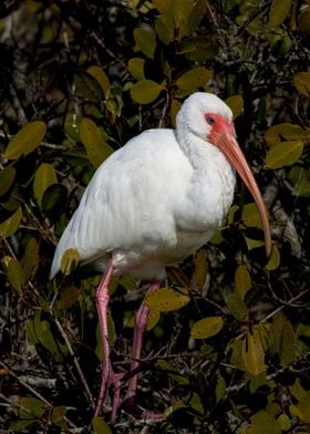 White Ibis Portrait