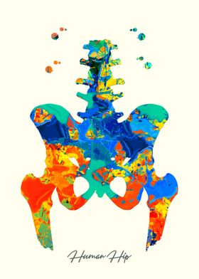 Human Hip