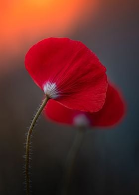 Two sunset poppies