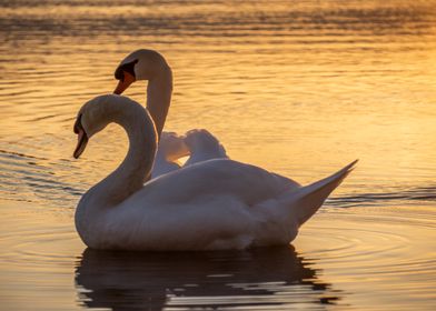 swans in golden sunset