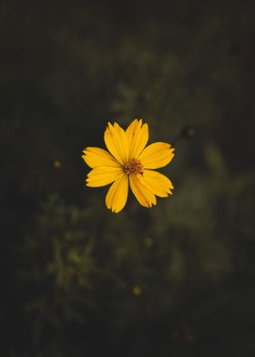 Yellow Cosmos Flower