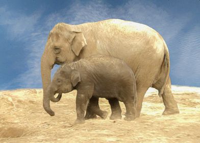 Elephant mother and baby