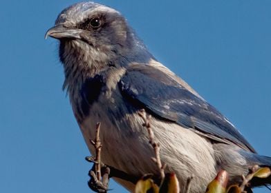 Florida Scrub Jay Closeup