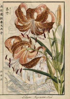 Lilium Lancifolium Thunb
