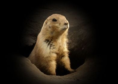 Prairie dog