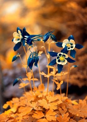 Blue columbine flowers