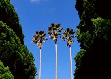 Palm trees in Jeju