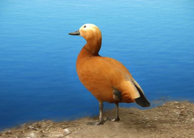 Ruddy shelduck