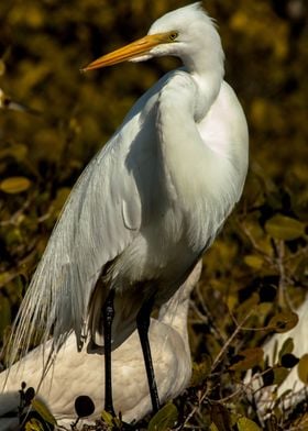 Regal Snowy Egret  