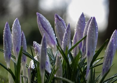 crocuses in morning dew