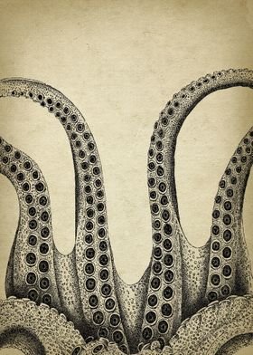 Octopus body piece 2