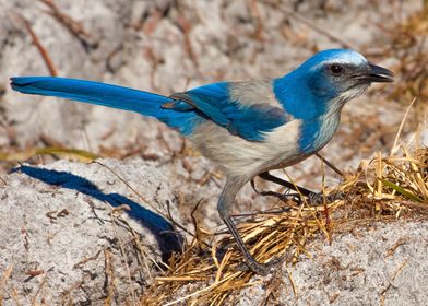 Florida Scrub Jay