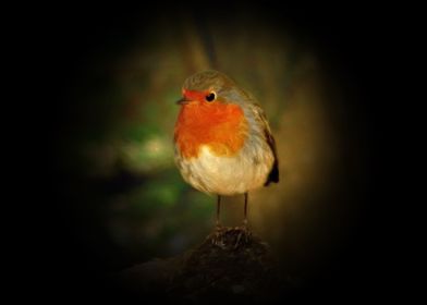 European robin