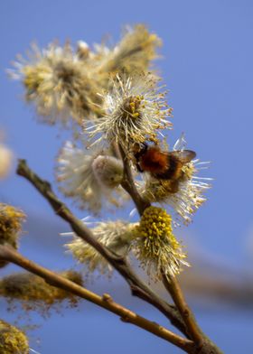 meadow bumblebee on tree