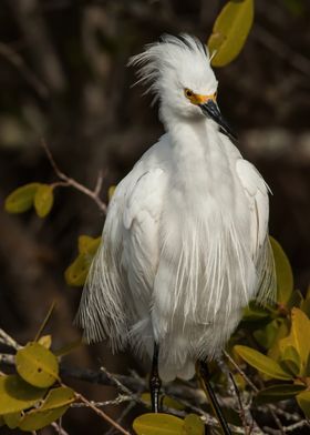 Ruffled Snowy Egret