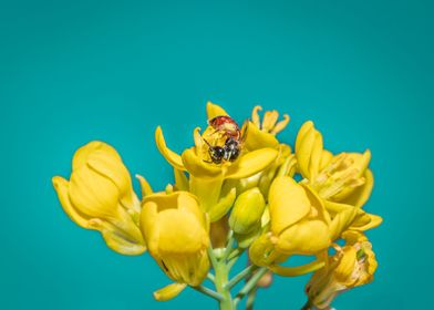 Bee Allodapini feeding