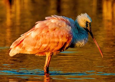 Sunrise Rosette Spoonbill