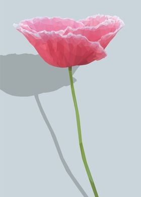 Low Poly Pink White Poppy