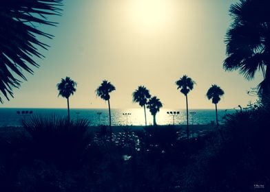 LA Santa Monica Palm Trees