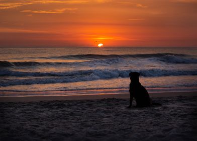 Dog and sunrise