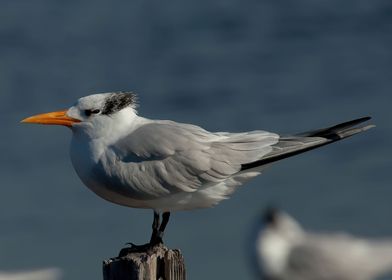 Royal Tern Environmental