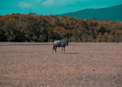 Wild Wildebeest