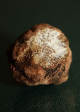 White truffle mushroom