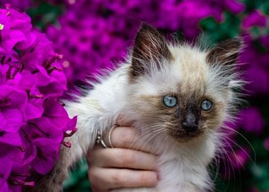 cute kitten