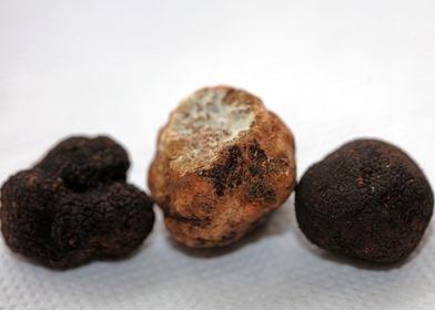 White and black truffles