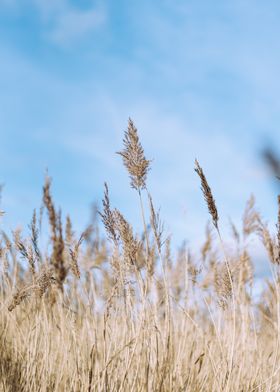 Winter Grass and Blue Sky