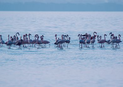 Flamingoes Horizon