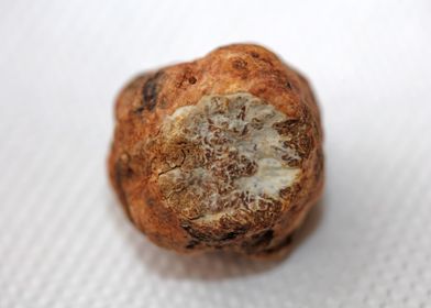 White truffle mushroom