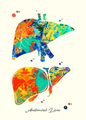 Anatomical Liver