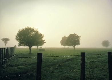 Misty Morning