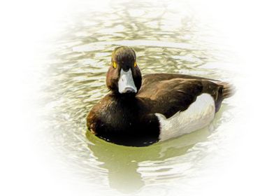 Greater scaup