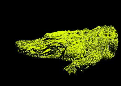 Alligator