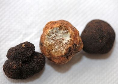 White and black truffles