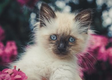 cute kitten