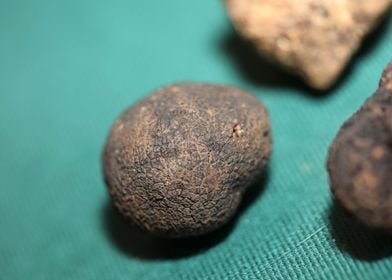 White and black truffles