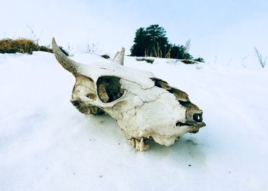 SNOW MOUNTAIN FOSSIL